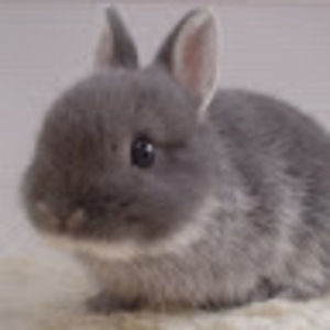 Meet your Posher, Lila